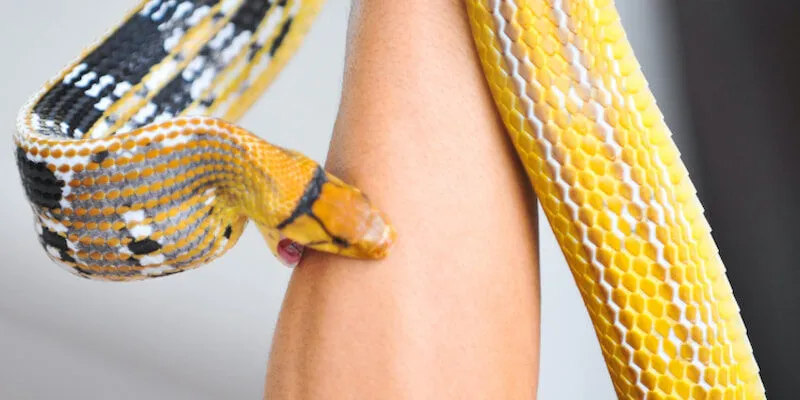 Khám phá ý nghĩa về phong thủy khi bạn bị rắn cắn